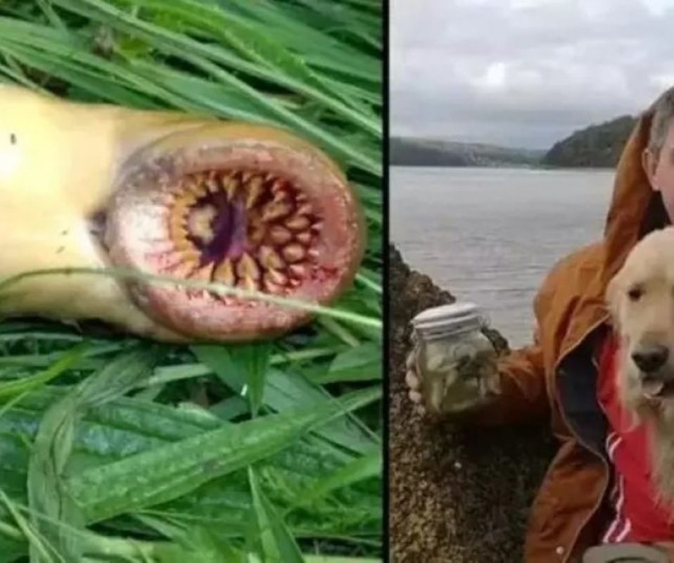 Alagoas Alerta Pescador Captura Peixe Vampiro Em Rio No Pa S De Gales