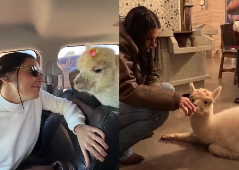 Ana Castela viajou até SC para buscar alpaca de estimação — Foto: Redes sociais/ Reprodução