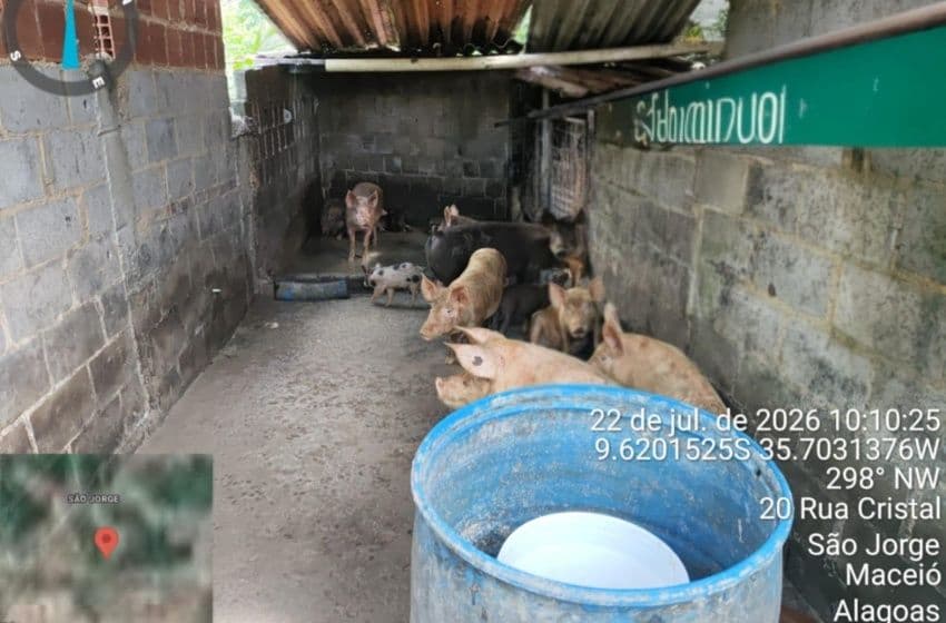 Porcos eram criados e comercializados no local. Foto: Ascom Iplam